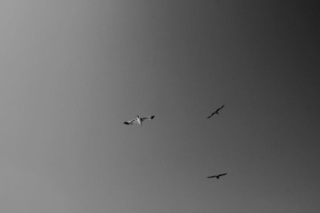 Aesthetic Equilibrium