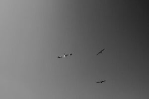 Aesthetic Equilibrium